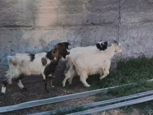 Bak, Kecskék