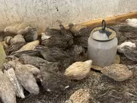 Quails — zdjęcie 1
