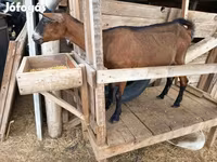 母山羊, Alpine goat — 照片 8