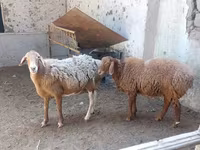 भेड़, भेड़ — फ़ोटो 4