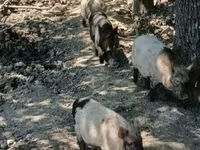公猪 — 照片 3