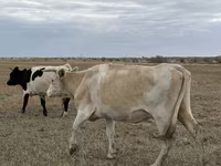 Cow, Latvian Blue cattle — photo 1