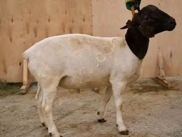 Qoç, Dorper sheep