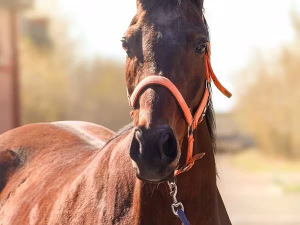 Jument, Thoroughbred horse