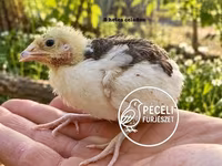 Quails — الصورة 4