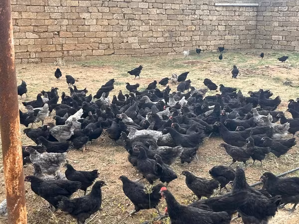Chickens