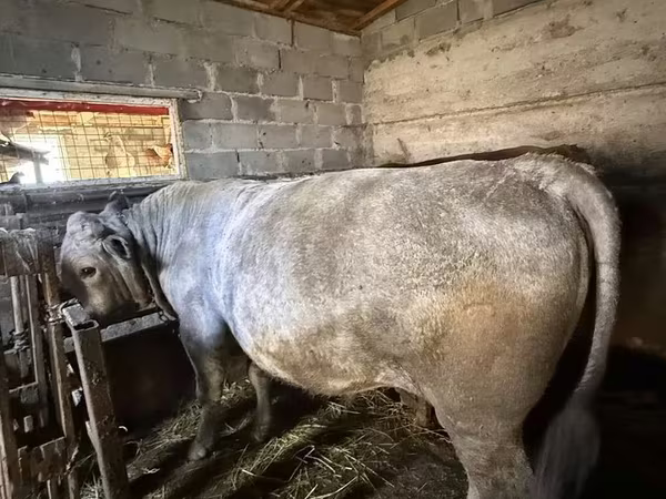 Bika, Szarvasmarhák