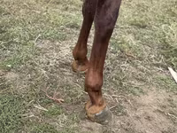 Hing, Arabian horse — 4. fotó