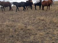 Caballos (lote, sexo no especificado), Caballos — foto 2