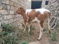 Krava, Simmental cattle — foto 6