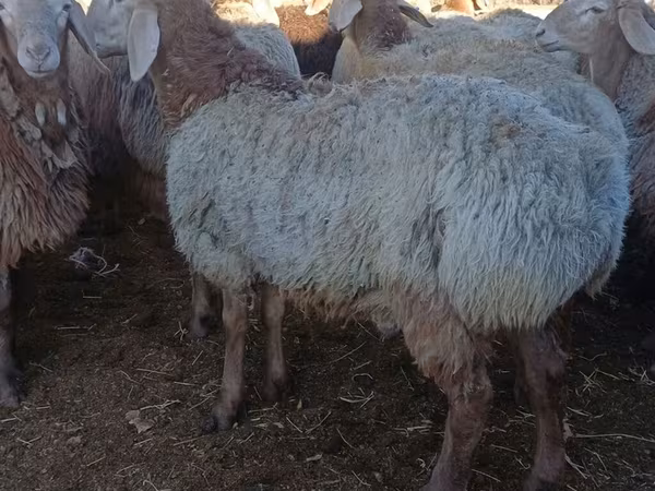Beran, Arashan sheep