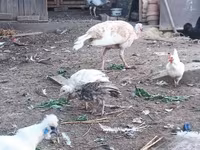 Turkeys — zdjęcie 3