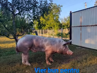 Kanec, Prasata — foto 1