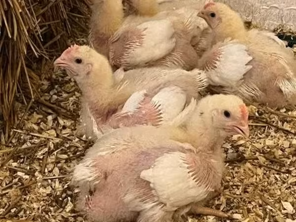 Chickens — Węgry
