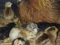 Chickens — photo 2