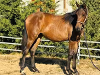 Kanca, Hungarian horse breed — 3. fotó
