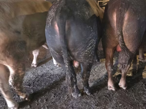 Bika, Simmental cattle