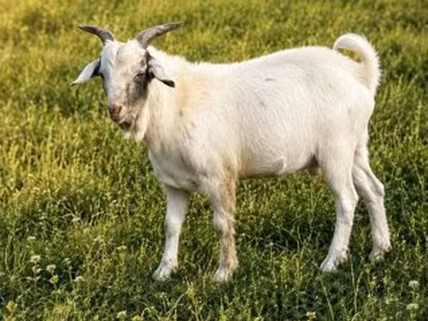 Nőstény kecske, Boer goat