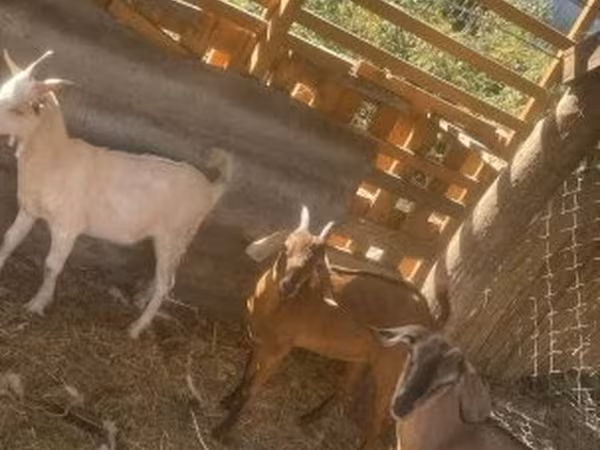 Goat, Goats