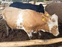 Toro, Simmental cattle — foto 3