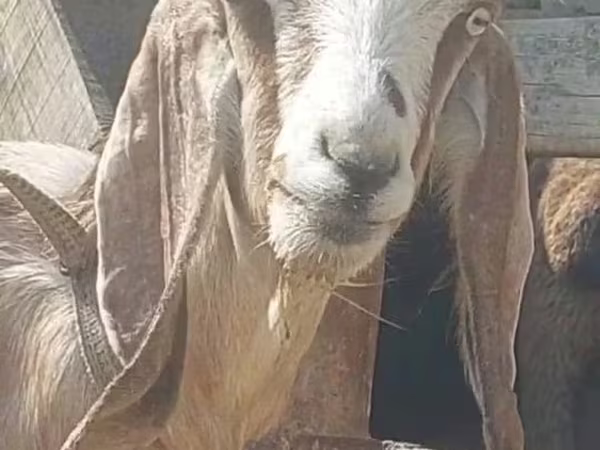 Kecskék (tétel, nem megadva), Beetal goats