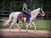 Hing, National Show Horse — 5. fotó