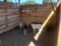 公山羊, Goats — 照片 7