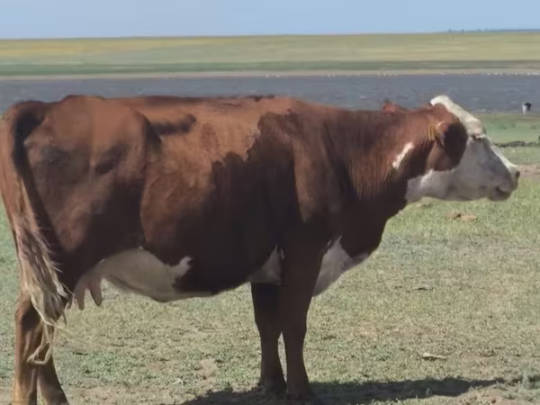 Tehén, Latvian Blue cattle