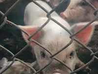 Sow, Pigs — photo 5