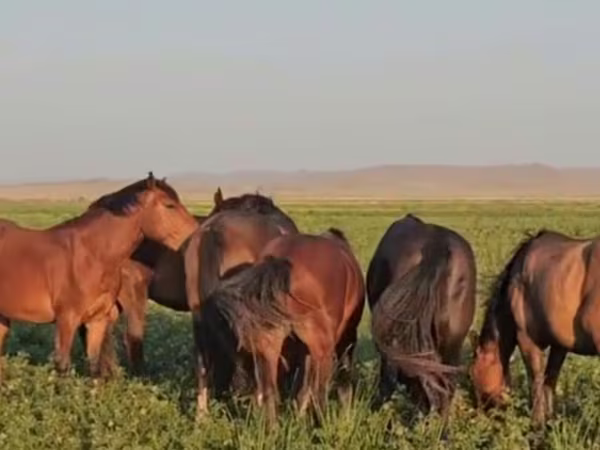 Lovak (tétel, nem megadva), Kazakh horse