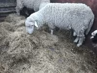 Ram, Sheep — photo 3