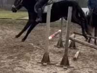 Hing, Hungarian horse breed — 2. fotó