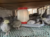 Quails — foto 3