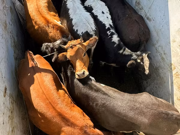 Bull, Cattle