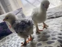 Brahma — foto 5