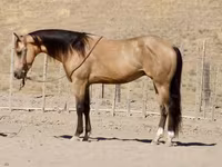 Hing, Quarter Horse — 6. fotó