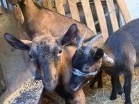 Ziegenbock, Alpine goat — Foto 2