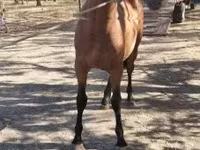 Cheval, Chevaux — photo 2