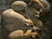 خنزيرة, Мангалица — الصورة 2