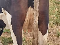 母牛, Holstein breed — 照片 3