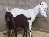 Koza, Kamori goats — zdjęcie 2