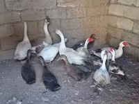 Geese — Foto 2