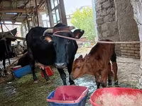 गाय, एबरडीन - एंगस — फ़ोटो 3