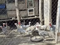 Turkeys — Foto 3
