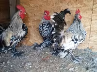 bantam — 3. fotó