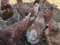 Chickens — 3. fotó