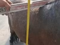 Hing, Shetland Pony — 1. fotó