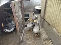 Geese — फ़ोटो 3