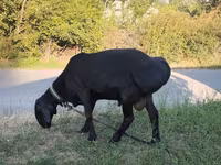 Carnero, Red Karaman sheep — foto 1