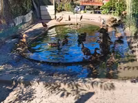 Ducks — foto 4